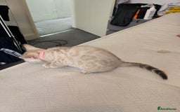 Bengal cats for sale: BLUE EYE SNOW BENGAL LYNC TICA ACTIVE - Image 9