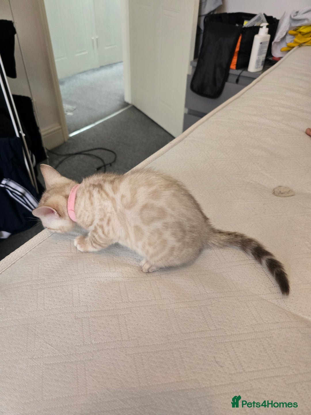 Bengal cats for sale: BLUE EYE SNOW BENGAL LYNC TICA ACTIVE - Image 9