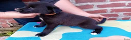 Mixed Breed dogs for sale: Lurcher pups (Collie x Whippet) - Advert 21
