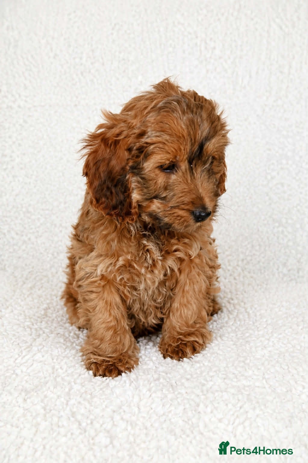 Cockapoo dogs Cockapoo Puppies - Advert 2