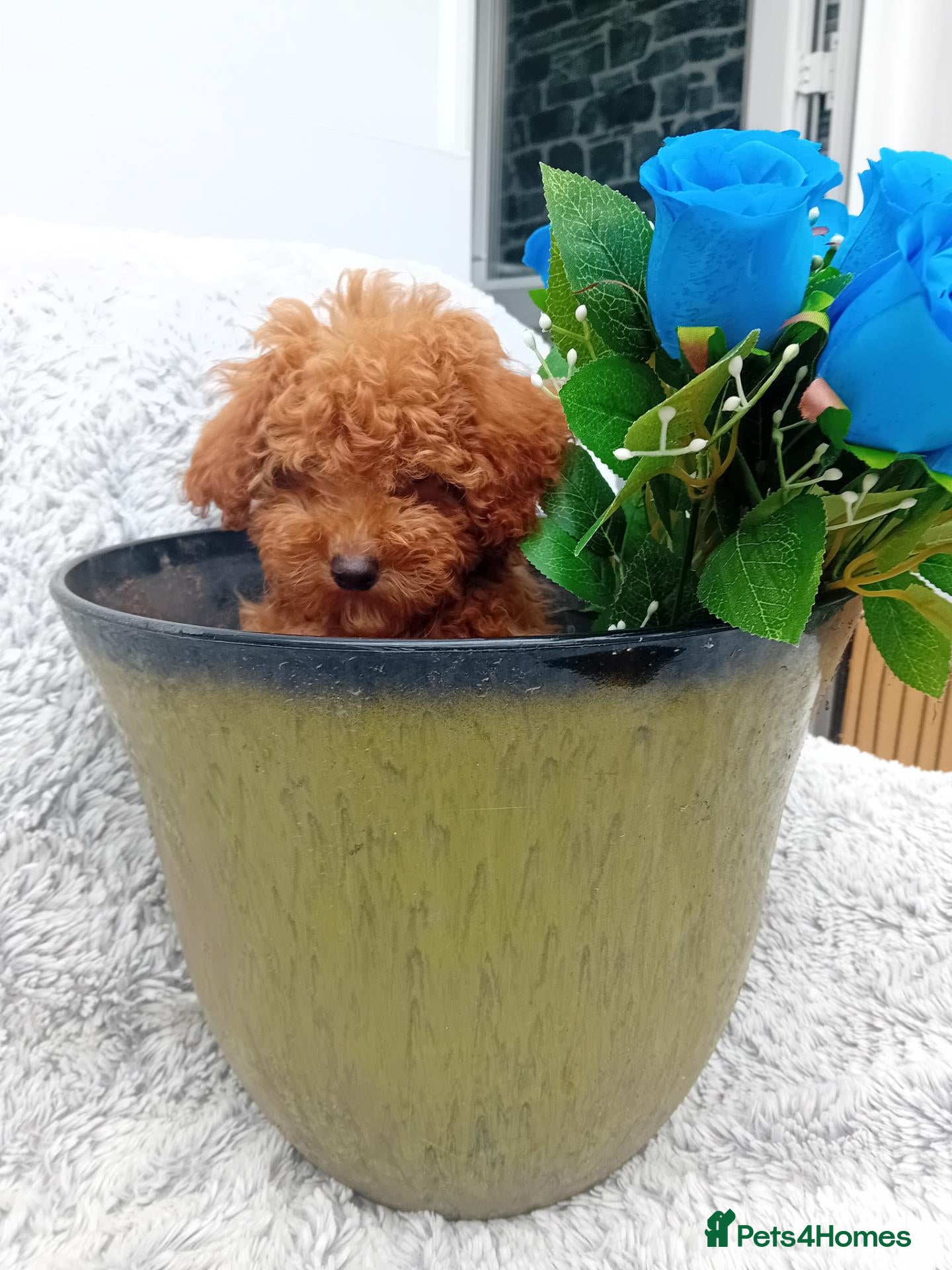 Toy Poodle dogs Small true size Toy Poodle - Advert 10