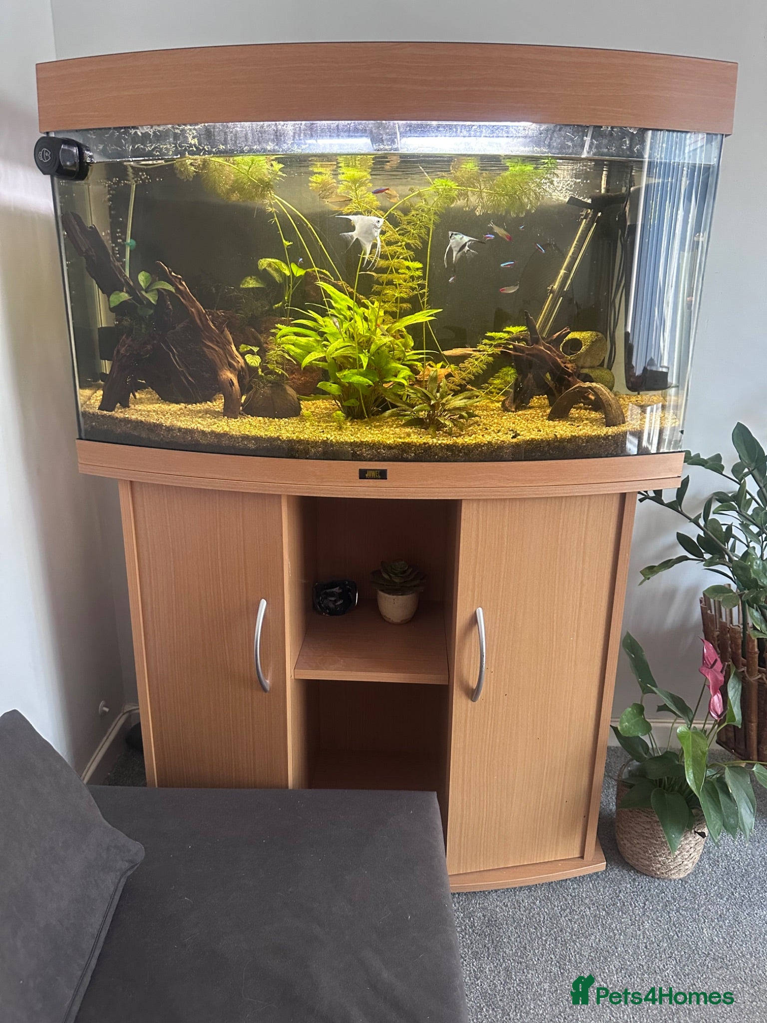 Angelfish fish Aquarium and fish for sale  - Advert 10