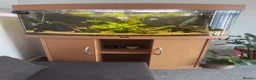 Angelfish fish for sale: Aquarium and fish for sale  in Hayling Island - Advert 2