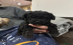 Poochon dogs for sale: Poochon puppies for sale - Image 5