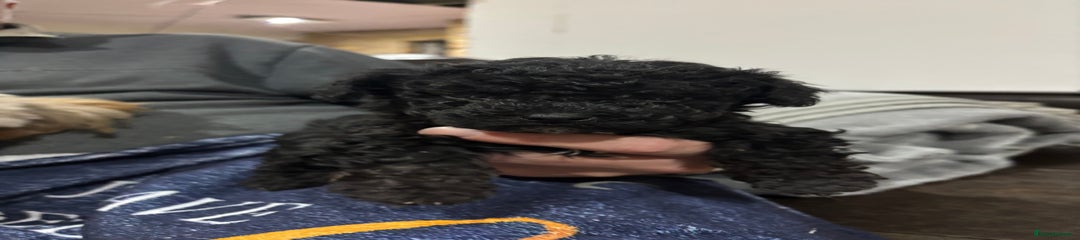 Poochon Puppy (Orange)