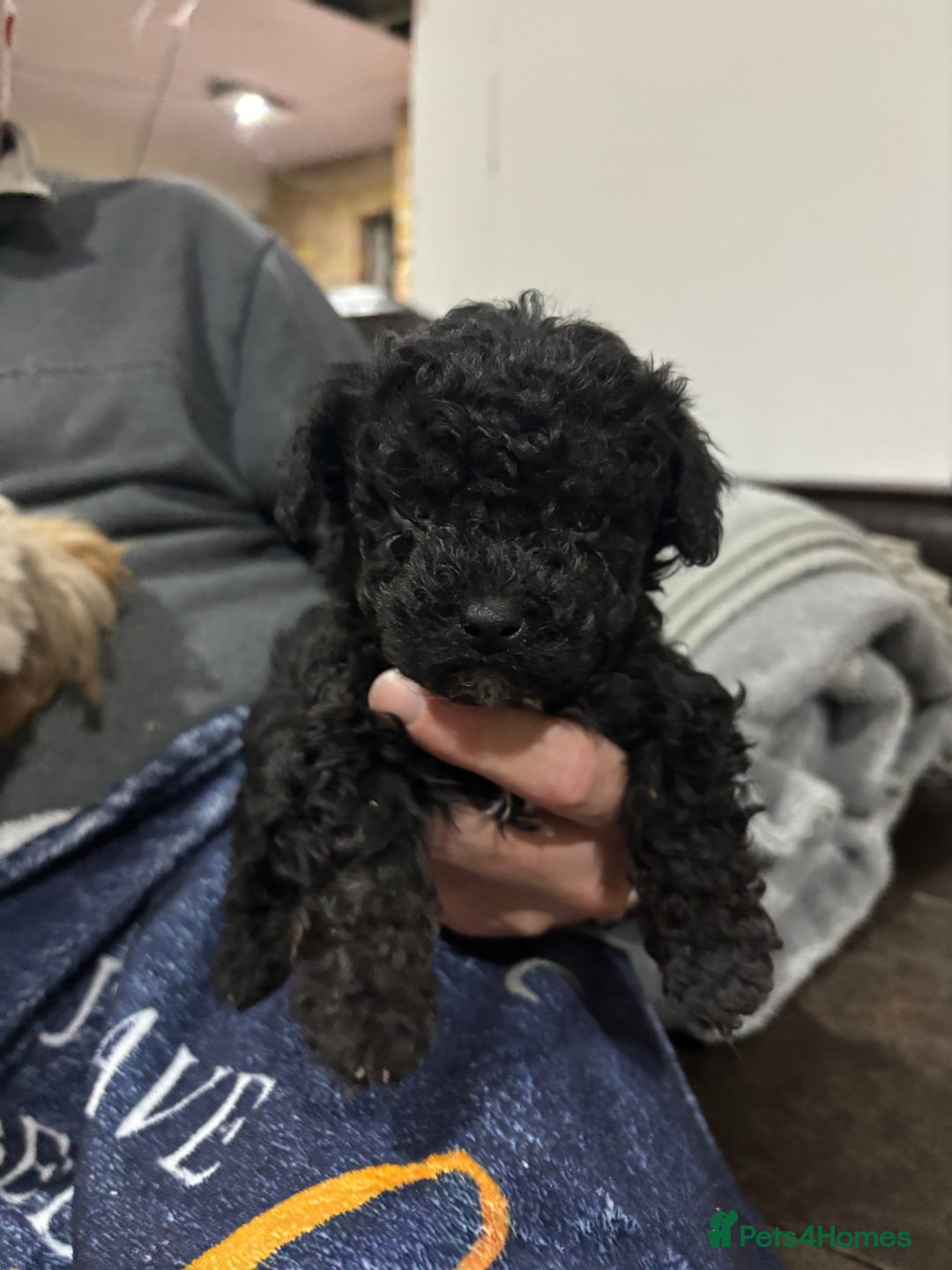 Poochon dogs for sale: Poochon puppies for sale - Image 5