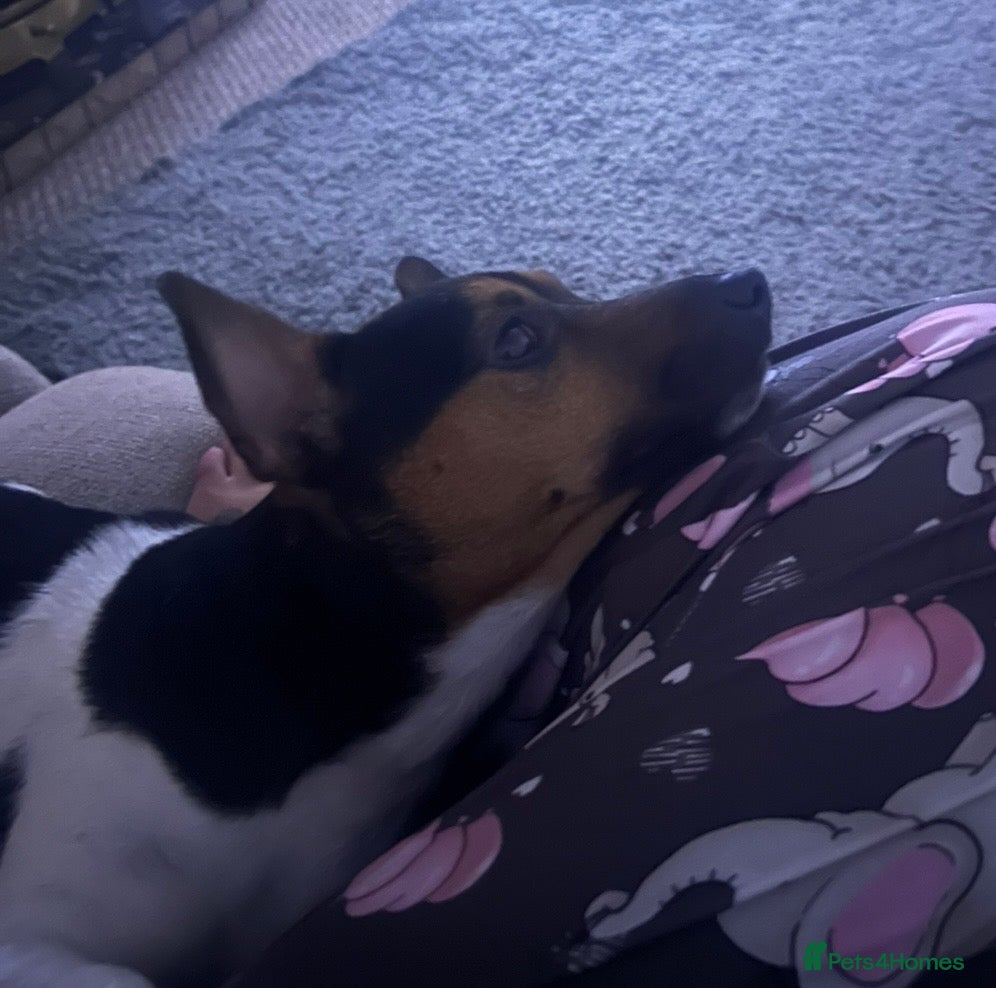 Jack Russell dogs for sale: Handsome Jack Russell boy  - Advert 5