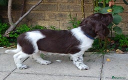English Springer Spaniel dogs for sale: 🐾Beautiful KC Registered ES Spaniel Puppies🐾 - Image 40