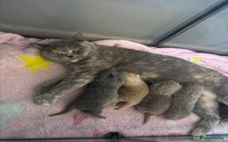 British Shorthair cats for sale: Rainbow litter 🤩🤩💕💕🌈🌈 - Image 16