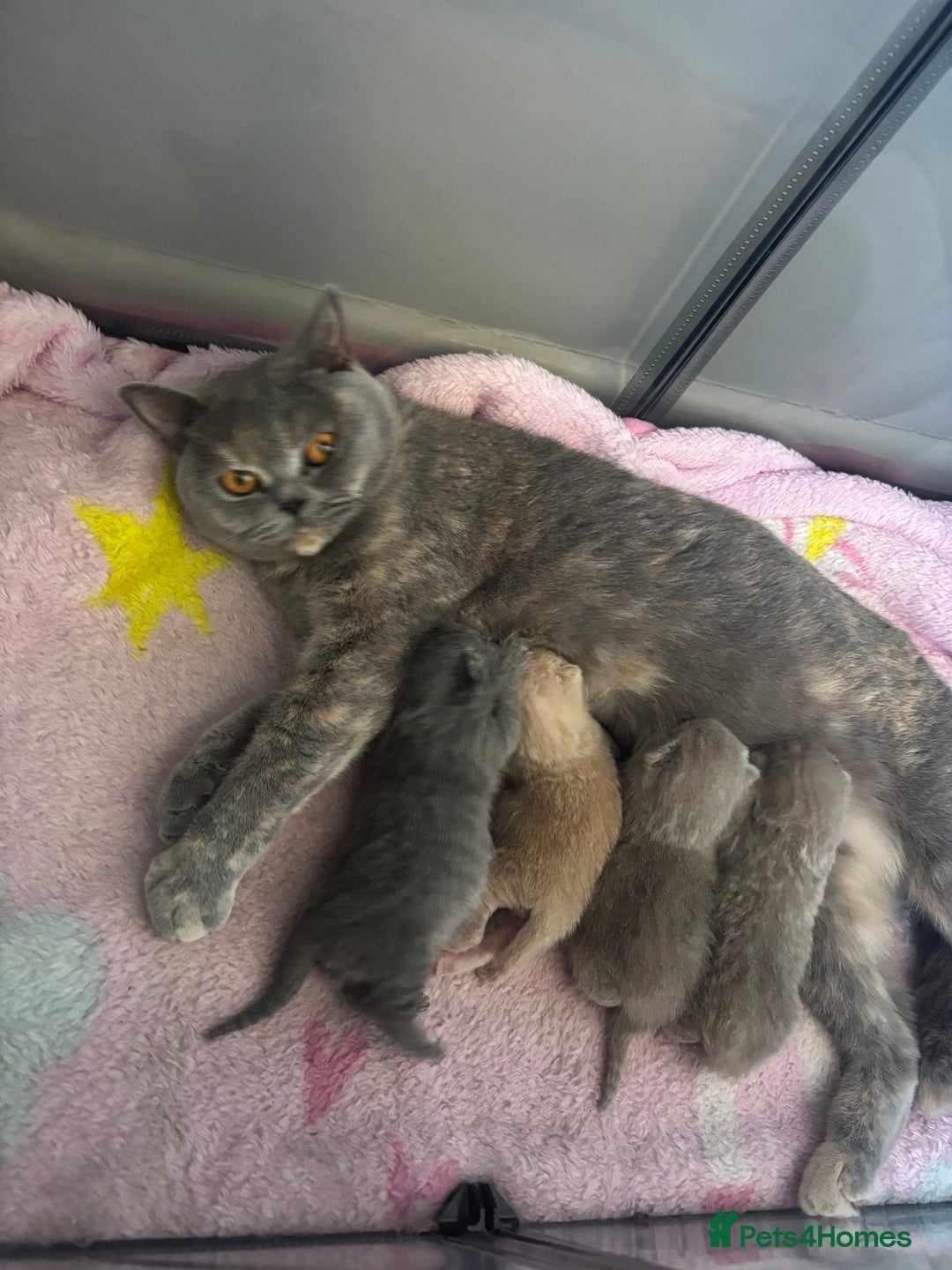 British Shorthair cats for sale: Rainbow litter 🤩🤩💕💕🌈🌈 - Image 16
