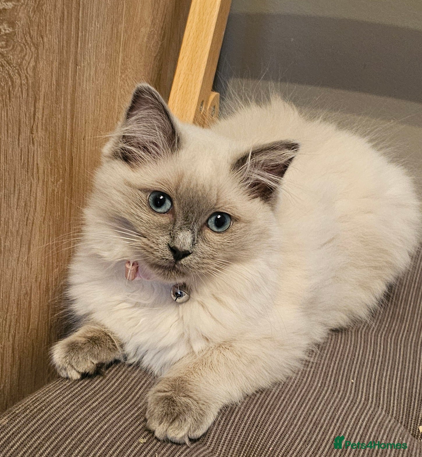 Ragdoll cats Female ragdoll kitten  - Advert 6