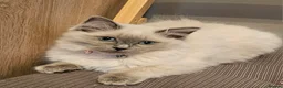 Ragdoll cats for sale: Female ragdoll kitten  - Advert 1
