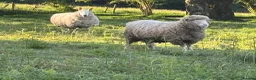 Sheep livestock for sale: Dorset and Border Leicester Shearling Rams - Advert 3