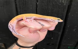 Leopard Gecko reptiles for sale: Baby Leopard Geckos in Downham Market - Image 4