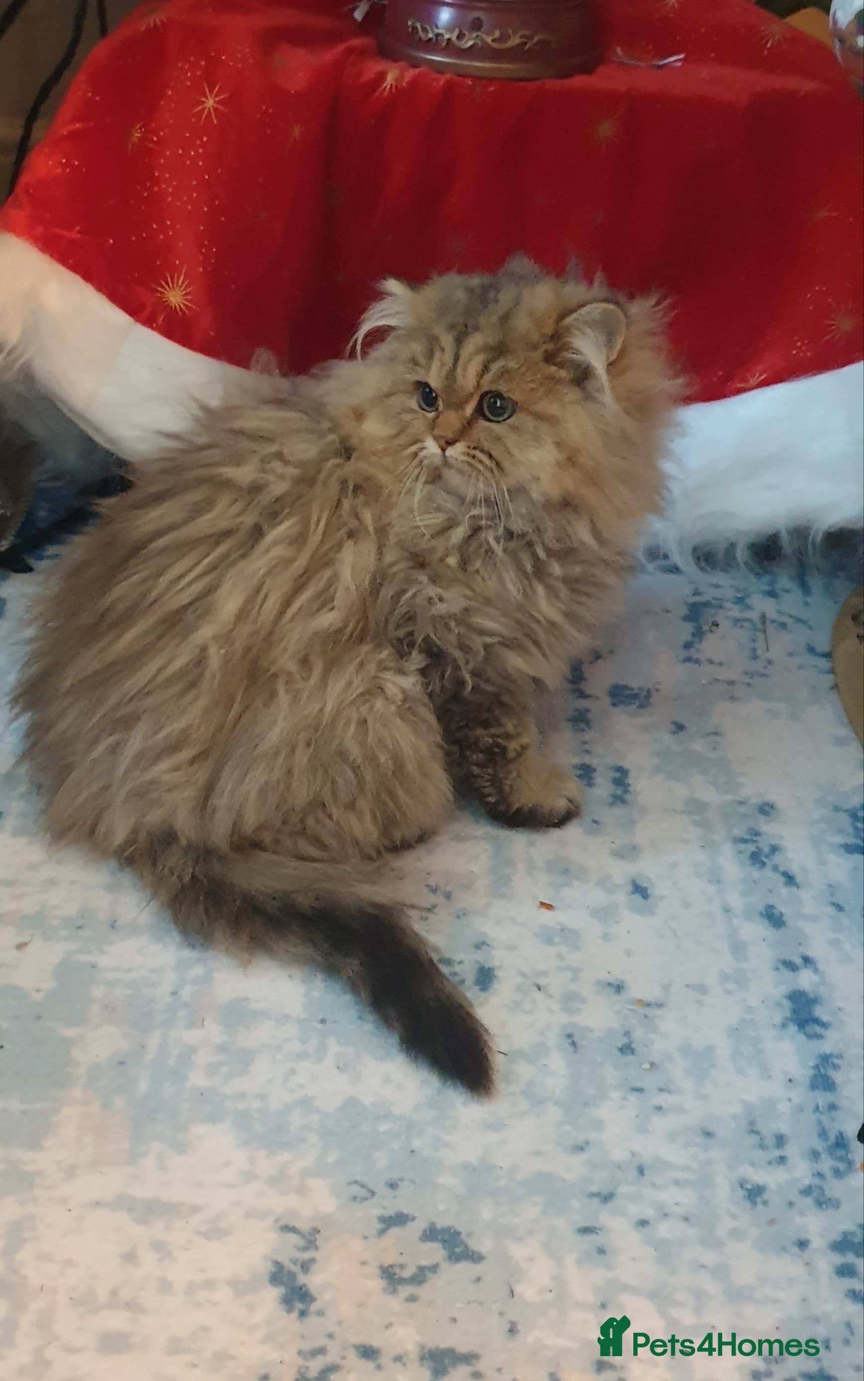 Persian cats  xx Reserved for Alina xx  - Advert 10