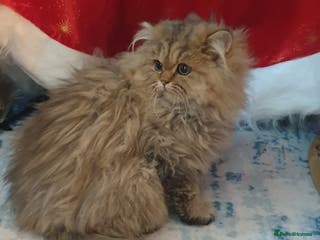 Persian cats xx Reserved for Alina xx - Advert 7