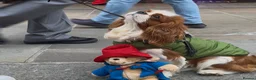Cavalier King Charles Spaniel dogs for stud: Teddy  - Advert 3