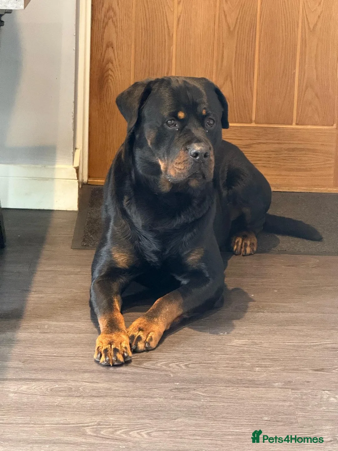 Mixed Breed dogs for sale: Rottweiler x malinois (malinweiler) pups in Batley - Advert 2