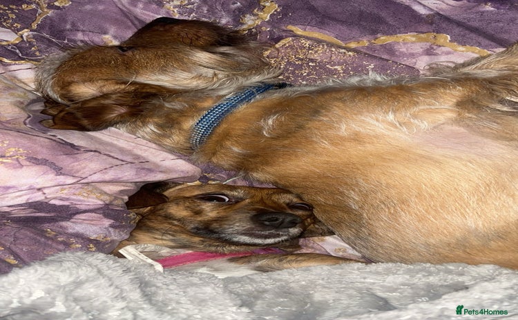 Mixed Breed dogs - Advert 4