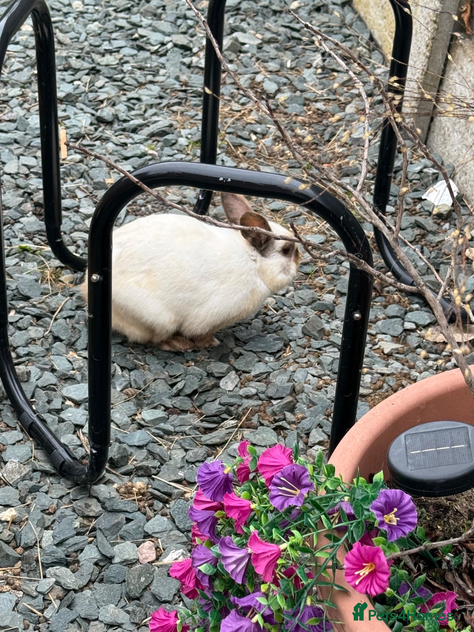 Mixed Breed rabbits Male and female rabbit for safe - Advert 1