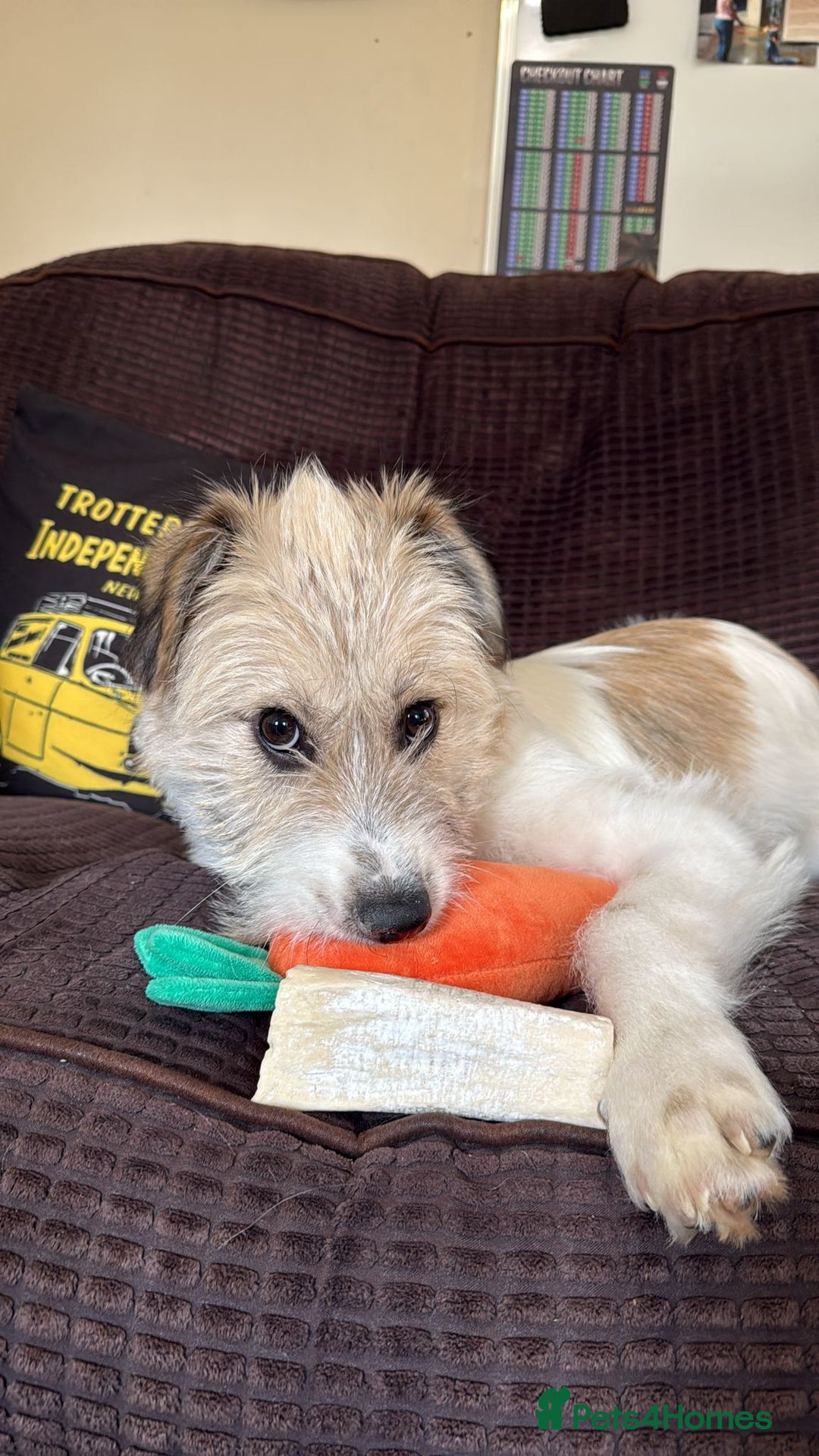 Mixed Breed dogs for adoption: Pumpkin for adoption - Advert 1