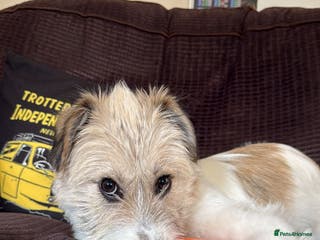 Mixed Breed dogs Pumpkin for adoption - Advert 10