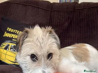 Mixed Breed dogs Pumpkin for adoption - Advert 11