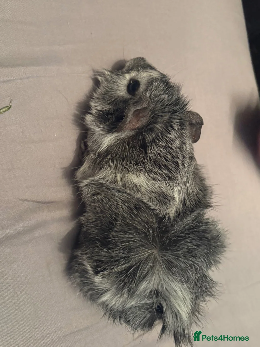 Guinea Pig rodents for sale: Beautiful guinea pig boars - Advert 2