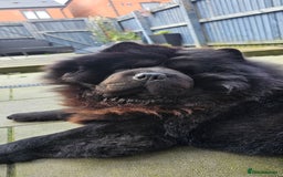 Chow Chow dogs for stud: Black Chow Chow Stud with a Striking Red Mane - Image 1
