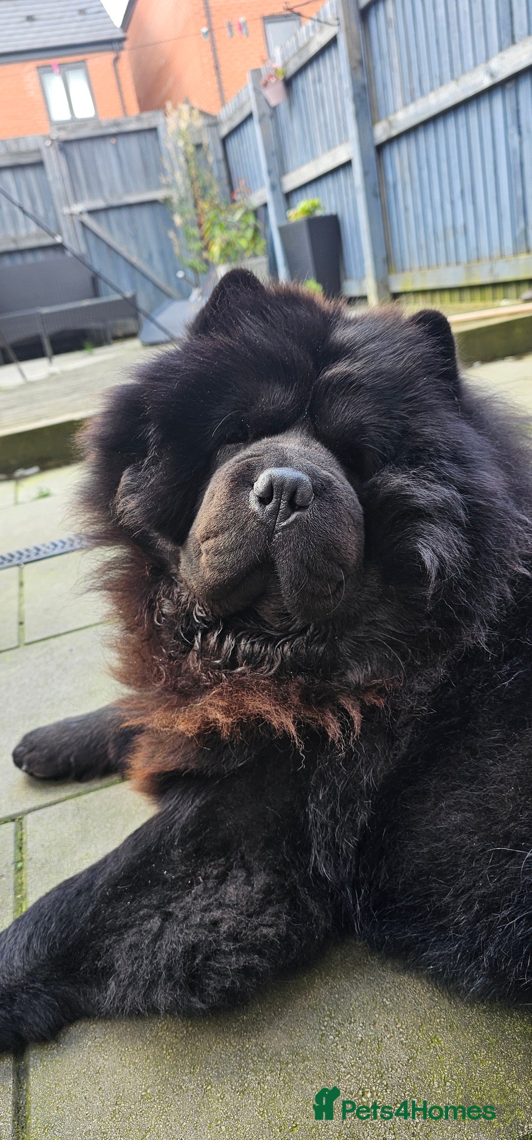 Chow Chow dogs for stud: Black Chow Chow Stud with a Striking Red Mane - Image 1