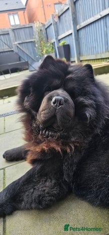 Chow Chow dogs - Advert 1