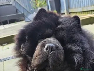 Chow Chow dogs Black Chow Chow Stud with a Striking Red Mane - Advert 2