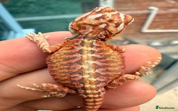 Bearded Dragon reptiles for sale: SUPER RED baby and Red Monster Bearded dragons! - Image 16