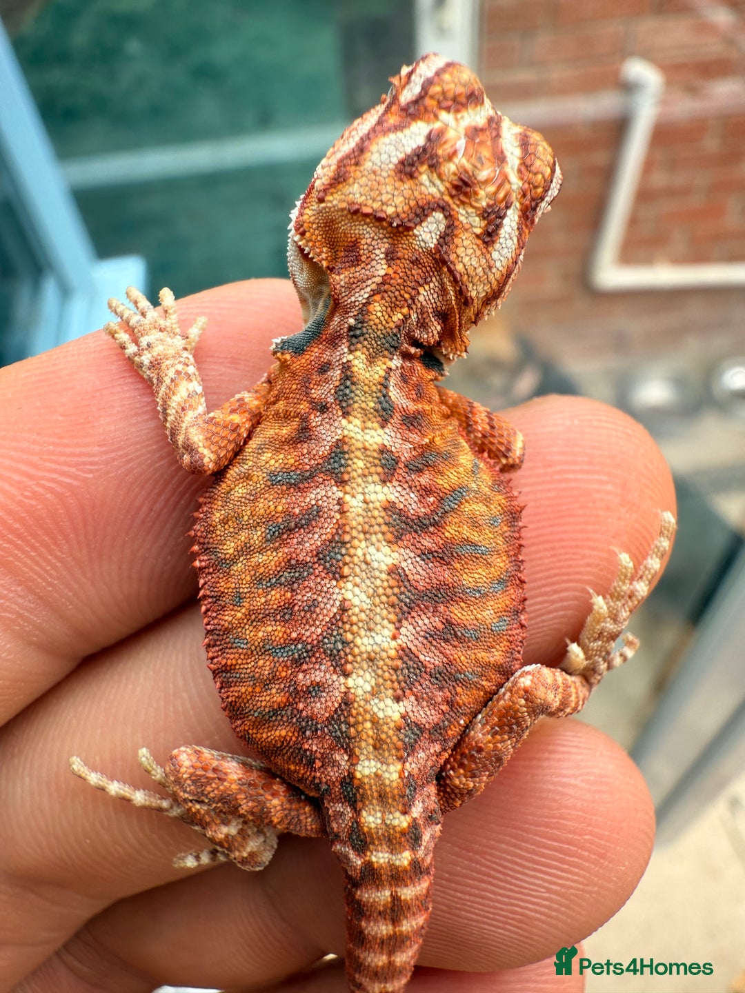 Bearded Dragon reptiles for sale: SUPER RED baby and Red Monster Bearded dragons! - Image 16