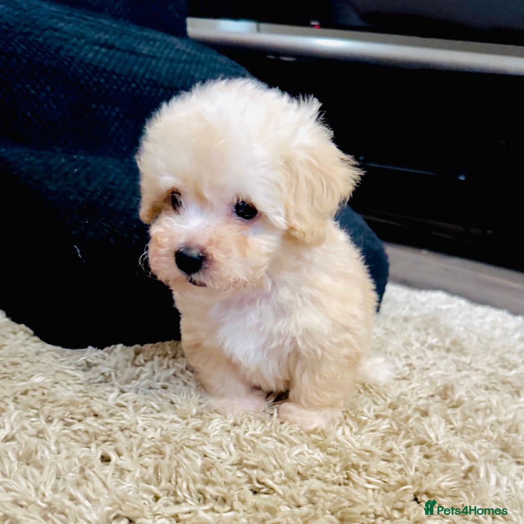 Maltipoo dogs for sale: Gorgeous Maltipoo Puppies  - Image 4