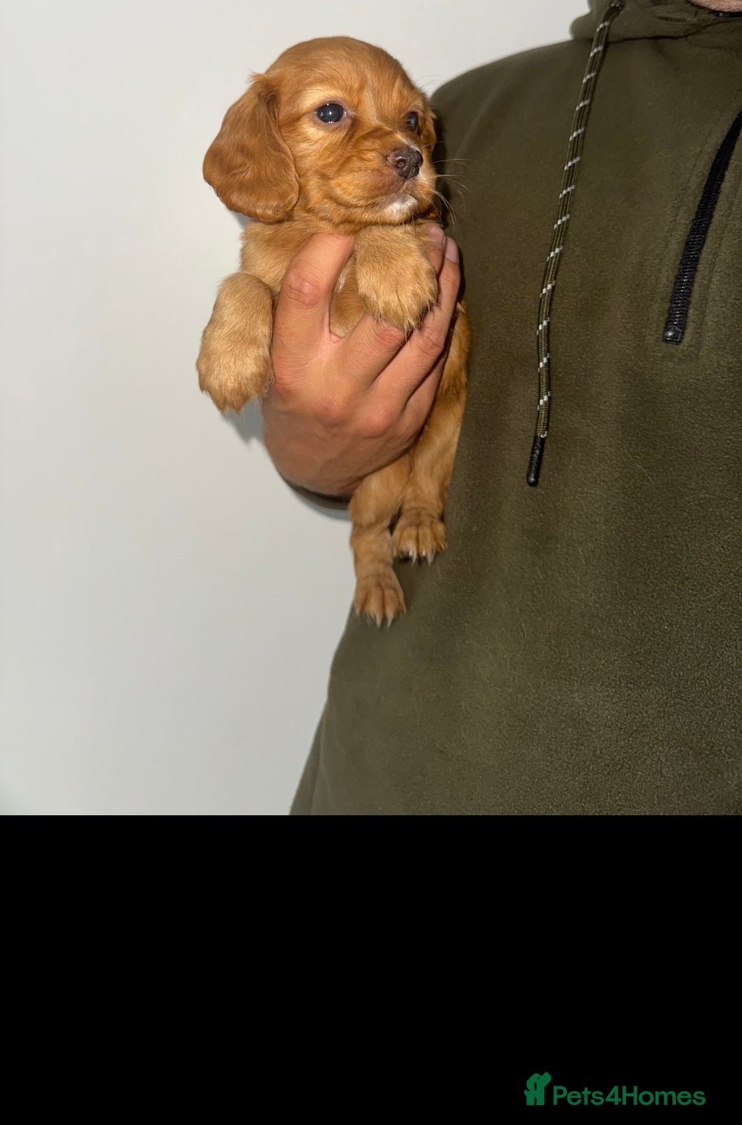 Cocker Spaniel dogs for sale: 8 beautiful working cocker spaniels  🏠  - Image 8