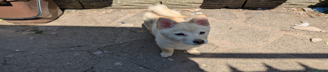 Mixed Breed Puppy 5