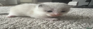 Mixed Breed Kitten 2