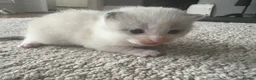 Mixed Breed cats for sale: Four mix breed kittens - Advert 12