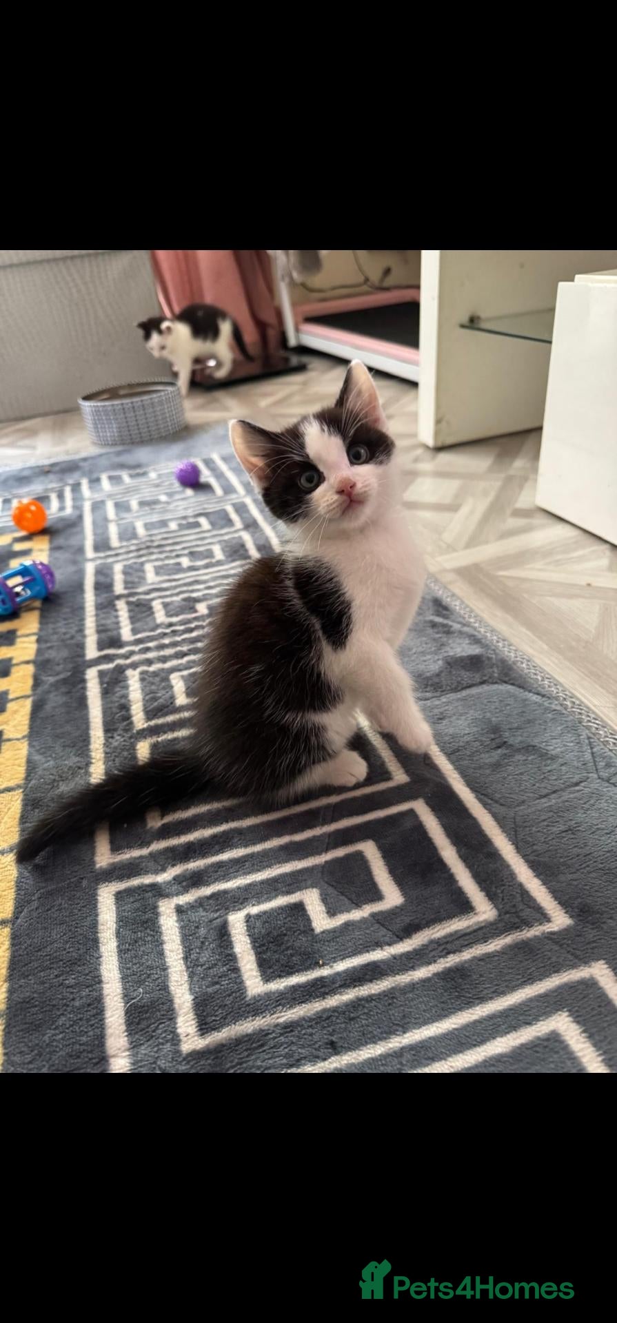 Mixed Breed cats Beautiful Half-Ragdoll Kittens – Loving & Playful - Advert 17