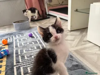 Mixed Breed cats Beautiful Half-Ragdoll Kittens – Loving & Playful - Advert 17