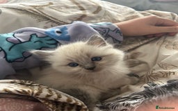 Ragdoll cats for sale: READY TO LEAVE Purebred ragdolls - Image 5