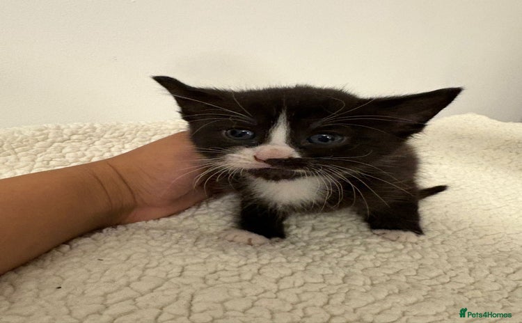 Mixed Breed cats - Advert 15
