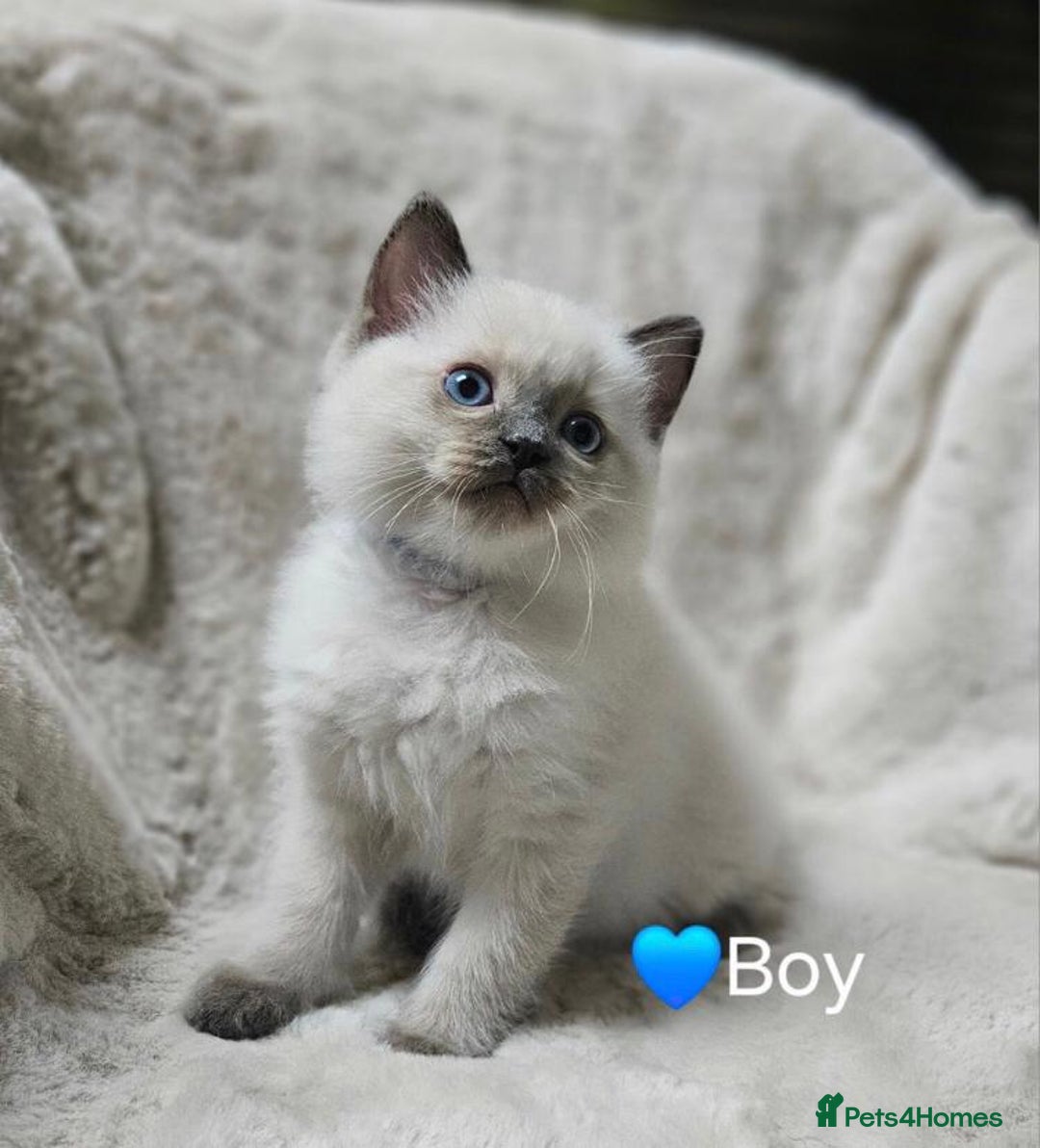 Ragdoll cats for sale: Beautiful Ragdoll Kittens  - Advert 3