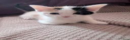 Mixed Breed cats for sale: 6 beautiful kittens for sale - Advert 3