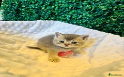 British Shorthair cats for sale: British shorthair kittens  - Image 20