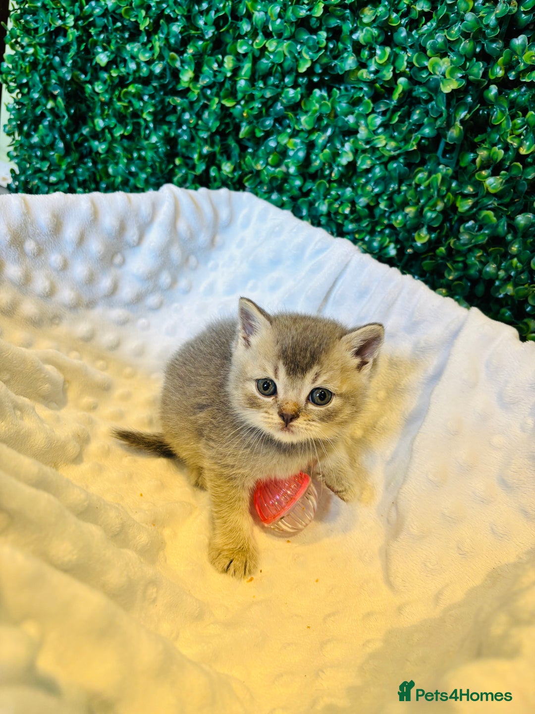 British Shorthair cats for sale: British shorthair kittens  - Image 20