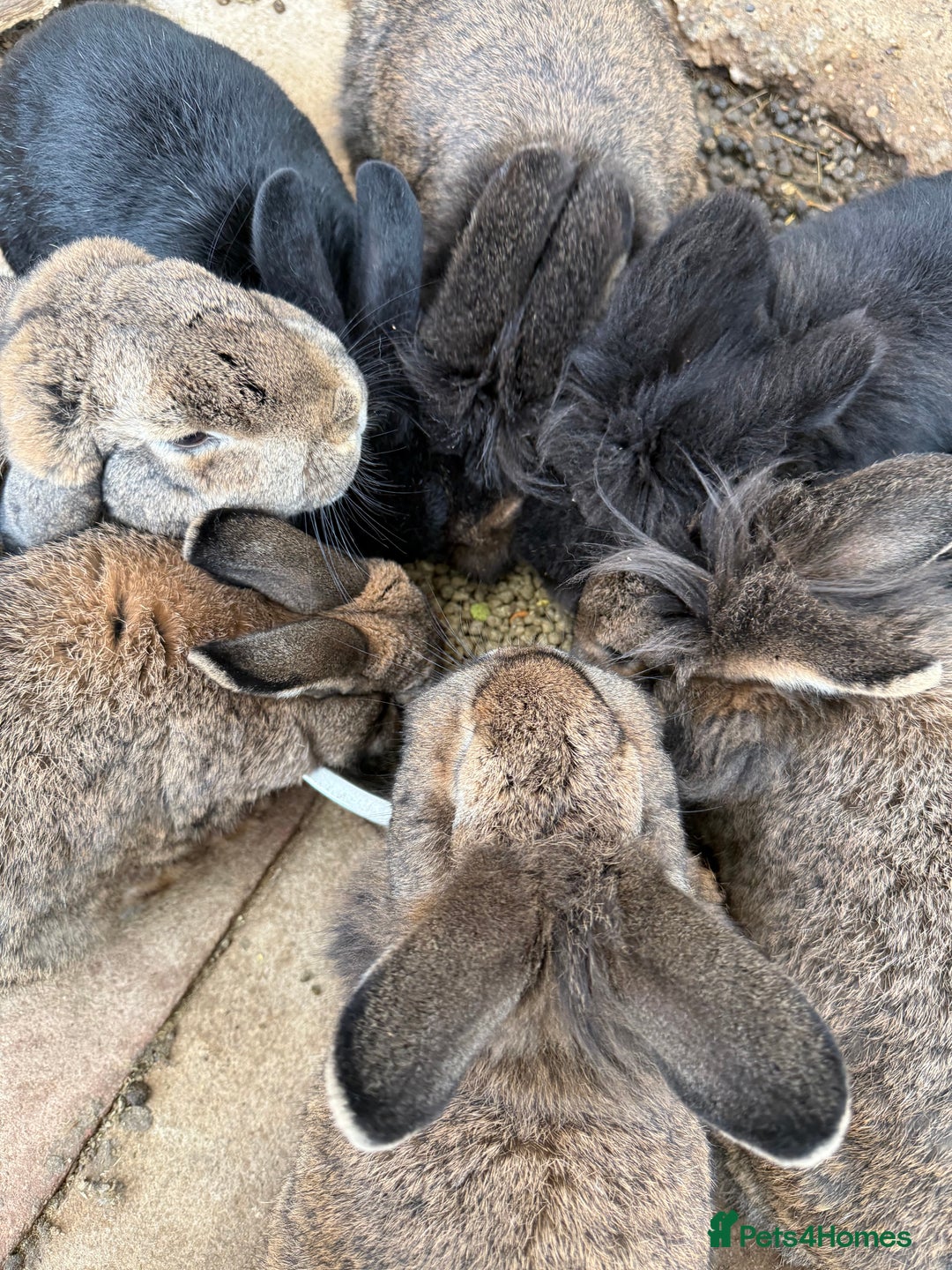 Mixed Breed rabbits for sale: Rabbits  - Advert 9