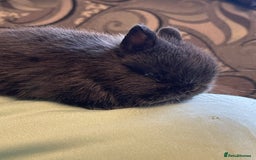 Netherland Dwarf rabbits for sale: Real Netherland Dwarf High Quality Babies  - Image 4