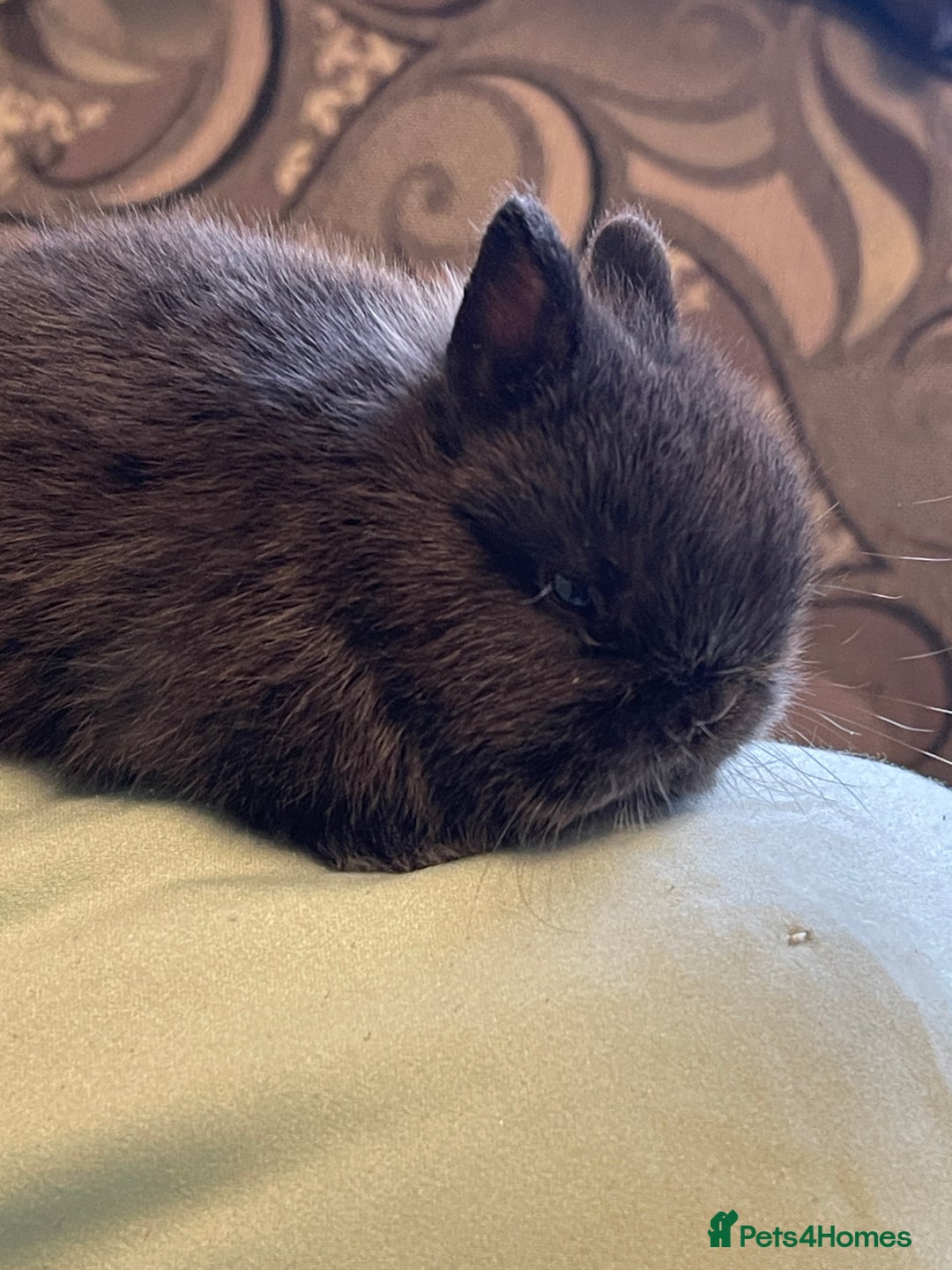 Netherland Dwarf rabbits for sale: Real Netherland Dwarf High Quality Babies  - Image 4